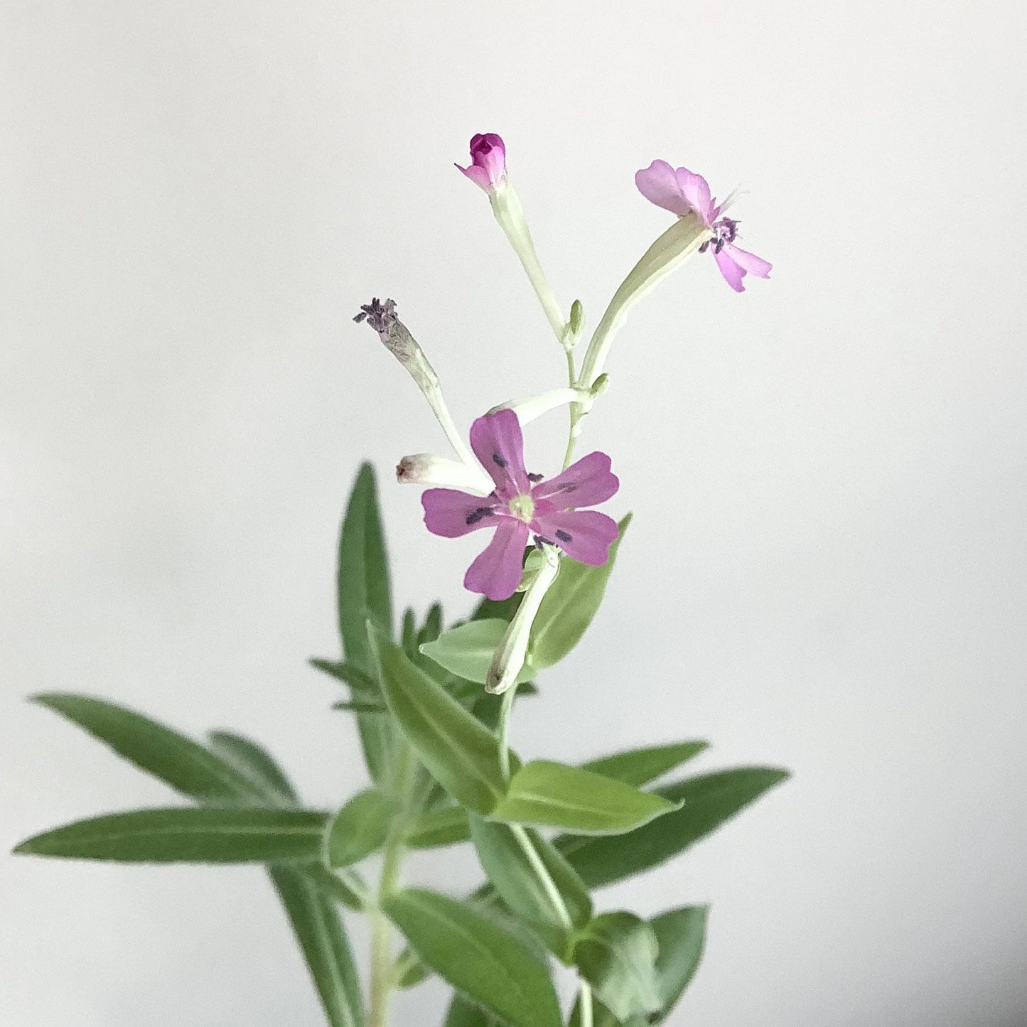 Plantable Holiday Card - Ornament