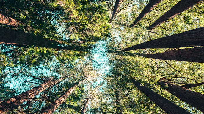 Earth Day Every Day